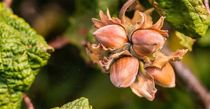 Corylus americana